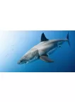GREAT WHITE SHARK SWIMMING BLUE OCEAN CLOSE UP ANIMAL PRINT PREMIUM POSTER GREAT WHITE SHARK SWIMMING BLUE OCEAN CLOSE UP ANIMAL PRINT PREMIUM POSTER