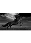 WILD BLACK STALLION HORSE SCENE BLACK & WHITE ANIMAL PRINT PREMIUM POSTER