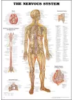 THE NERVOUS SYSTEM CHART SYSTEM ANATOMICAL DIAGRAM GUIDE PRINT PREMIUM POSTER