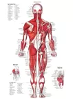 POSTERIOR MUSCULAR SYSTEM CHART ANATOMICAL DIAGRAM ART PRINT PREMIUM POSTER