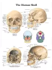 THE HUMAN SKULL ANATOMY ANATOMICAL DIAGRAM GUIDE CHART PRINT PREMIUM POSTER