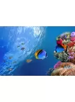 UNDERWATER CORAL REEF WITH FISH SCENE PHOTO WALL ART PRINT - PREMIUM POSTER UNDERWATER CORAL REEF WITH FISH SCENE PHOTO WALL ART PRINT - PREMIUM POSTER