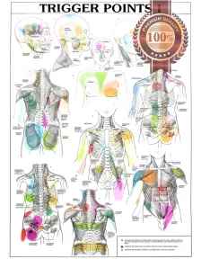 TRIGGER POINTS PART 1 ANATOMICAL DIAGRAM CHART ANATOMY PRINT PREMIUM POSTER