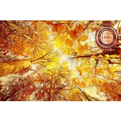 NEW AUTUMN TREES LANDSCAPE THROUGH LEAVES SKY VIEW PHOTO PRINT PREMIUM POSTER