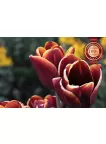 RED TULIPS CLOSE UP FLOWERS BACKGROUND FLOWER PETALS PRINT PREMIUM POSTER