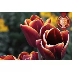 RED TULIPS CLOSE UP FLOWERS BACKGROUND FLOWER PETALS PRINT PREMIUM POSTER