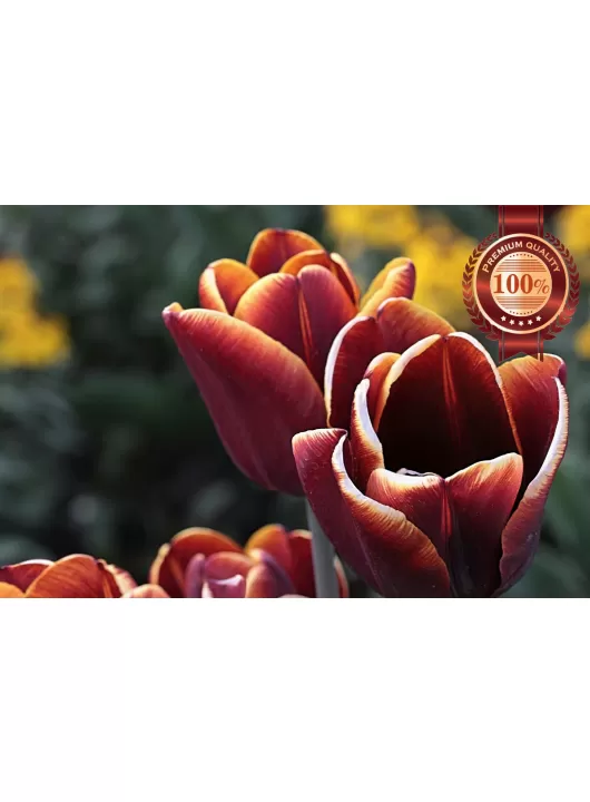 RED TULIPS CLOSE UP FLOWERS BACKGROUND FLOWER PETALS PRINT PREMIUM POSTER