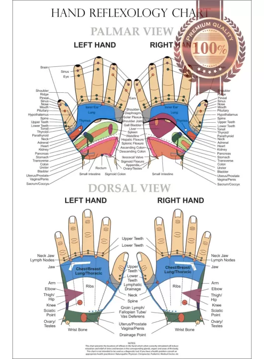 HAND REFLEXOLOGY CHART SYSTEM ANATOMICAL DIAGRAM GUIDE PRINT PREMIUM POSTER
