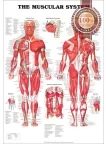 THE MUSCULAR SYSTEM ANATOMICAL DIAGRAM CHART GUIDE MUSCLES PRINT PREMIUM POSTER