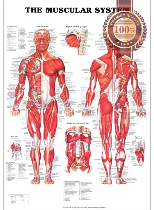THE MUSCULAR SYSTEM ANATOMICAL DIAGRAM CHART GUIDE MUSCLES PRINT PREMIUM POSTER