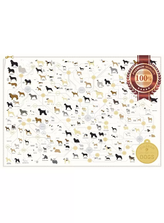 DIAGRAM OF DOGS CHART GUIDE INFORMATIONAL INFO TYPES OF DOG PRINT PREMIUM POSTER