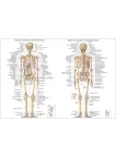 ANATOMICAL DIAGRAM CHART GUIDE SKELETON HUMAN ANATOMY PRINT PREMIUM POSTER ANATOMICAL DIAGRAM CHART GUIDE SKELETON HUMAN ANATOMY PRINT PREMIUM POSTER