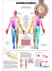 DERMATOMES DIAGRAM NERVOUS SYSTEM TRIGGER POINT ANATOMY CHART PREMIUM POSTER