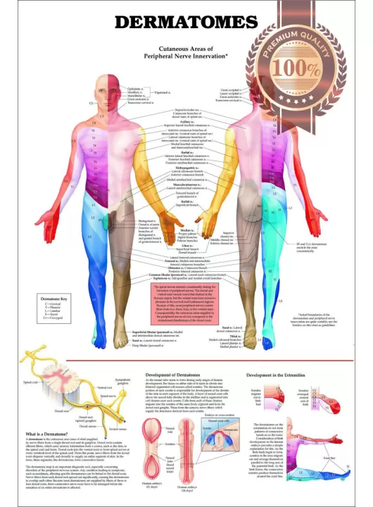 DERMATOMES DIAGRAM NERVOUS SYSTEM TRIGGER POINT ANATOMY CHART PREMIUM POSTER