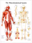 THE MUSCULOSKELETAL SYSTEM DIAGRAM MUSCLE ANATOMY CHART MUSCULAR PREMIUM POSTER THE MUSCULOSKELETAL SYSTEM DIAGRAM MUSCLE ANATOMY CHART MUSCULAR PREMIUM POSTER