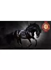 BLACK STALLION IN SPOT LIGHT GALLOPING HORSE ANIMAL PRINT PREMIUM POSTER BLACK STALLION IN SPOT LIGHT GALLOPING HORSE ANIMAL PRINT PREMIUM POSTER