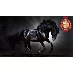 BLACK STALLION IN SPOT LIGHT GALLOPING HORSE ANIMAL PRINT PREMIUM POSTER