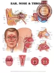 NEW ANATOMY OF THE EARS NOSE & THROAT DIAGRAM CHART GUIDE PRINT - PREMIUM POSTER