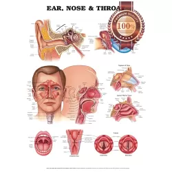NEW ANATOMY OF THE EARS NOSE &amp; THROAT DIAGRAM CHART GUIDE PRINT - PREMIUM POSTER