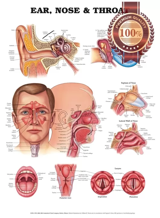 NEW ANATOMY OF THE EARS NOSE & THROAT DIAGRAM CHART GUIDE PRINT - PREMIUM POSTER