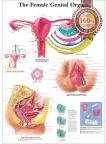 THE FEMALE GENITAL ORGANS DIAGRAM SYSTEM ANATOMY POINT CHART PREMIUM POSTER THE FEMALE GENITAL ORGANS DIAGRAM SYSTEM ANATOMY POINT CHART PREMIUM POSTER