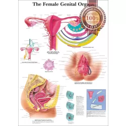 THE FEMALE GENITAL ORGANS DIAGRAM SYSTEM ANATOMY POINT CHART PREMIUM POSTER