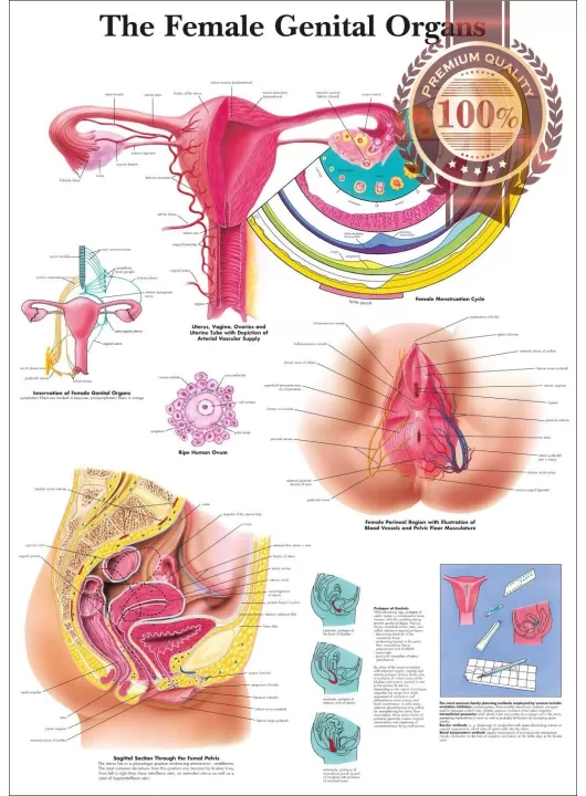 THE FEMALE GENITAL ORGANS DIAGRAM SYSTEM ANATOMY POINT CHART PREMIUM POSTER THE FEMALE GENITAL ORGANS DIAGRAM SYSTEM ANATOMY POINT CHART PREMIUM POSTER