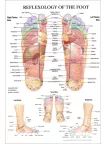 REFLEXOLOGY OF THE FOOT ACUPUNCTURE POINT DIAGRAM ANATOMY CHART PREMIUM POSTER