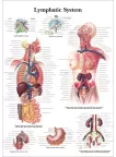 THE LYMPHATIC SYSTEM LYMPH ANATOMICAL DIAGRAM ANATOMY CHART PREMIUM POSTER