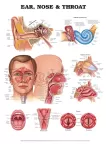 NEW ANATOMY OF THE EARS NOSE & THROAT DIAGRAM CHART GUIDE PRINT - PREMIUM POSTER