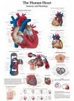 HUMAN HEART MEDICAL DIAGRAM CHART INFORMATIONAL ANATOMY PRINT PREMIUM POSTER