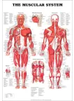 THE MUSCULAR SYSTEM ANATOMICAL DIAGRAM CHART GUIDE MUSCLES PRINT PREMIUM POSTER