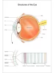 STRUCTURES OF THE EYE VISION DIAGRAM SYSTEM ANATOMY POINT CHART PREMIUM POSTER