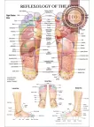 REFLEXOLOGY OF THE FOOT ACUPUNCTURE POINT DIAGRAM ANATOMY CHART PREMIUM POSTER
