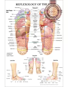 REFLEXOLOGY OF THE FOOT ACUPUNCTURE POINT DIAGRAM ANATOMY CHART PREMIUM POSTER