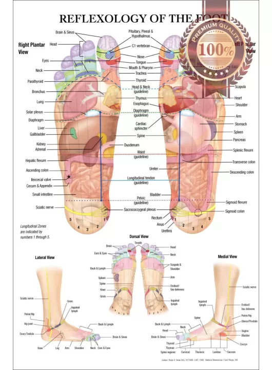 REFLEXOLOGY OF THE FOOT ACUPUNCTURE POINT DIAGRAM ANATOMY CHART PREMIUM POSTER