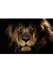 LION CLOSE UP FACE BIG CAT PHOTO WILD BEAUTIFUL ANIMAL PRINT PREMIUM POSTER