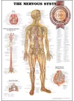 THE NERVOUS SYSTEM CHART SYSTEM ANATOMICAL DIAGRAM GUIDE PRINT PREMIUM POSTER