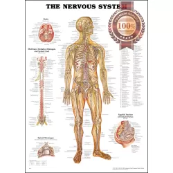 THE NERVOUS SYSTEM CHART SYSTEM ANATOMICAL DIAGRAM GUIDE PRINT PREMIUM POSTER