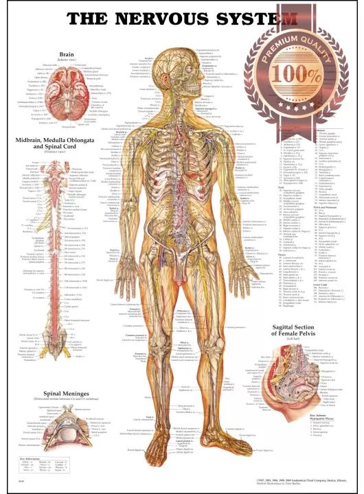 THE NERVOUS SYSTEM CHART SYSTEM ANATOMICAL DIAGRAM GUIDE PRINT PREMIUM POSTER